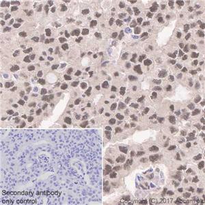 DYNLL1 兔单克隆抗体,DYNLL1 Rabbit Monoclonal Antibody