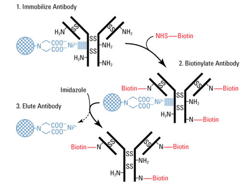 抗體生物素修飾,Antibody Biotinylation