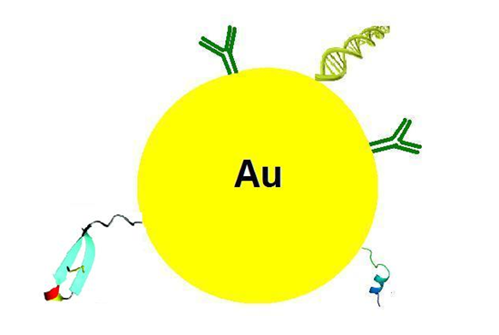 納米金標(biāo)記,Gold Nanoparticle Labeling