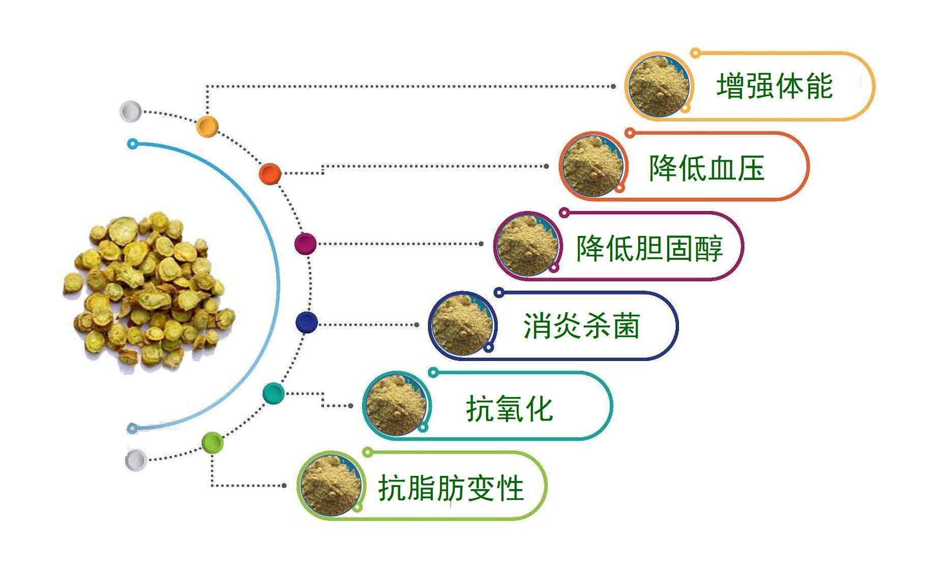 黃芩提取物,Scutellaria Baicalensis Extract