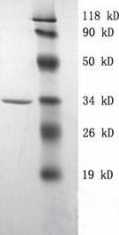 重組人源多肽,extendinase