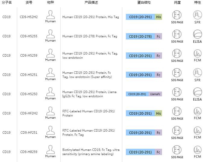 CD19蛋白,Human CD19 (20-291) Protein, His Tag