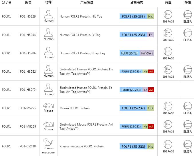 TNFRSF17蛋白,Human BCMA / TNFRSF17 Protein,His Tag