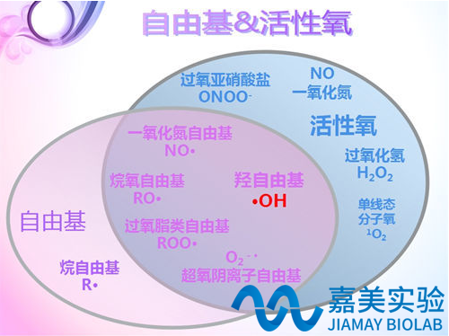 抗氧化/自由基檢測