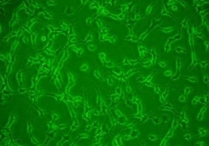 3T3-L1/小鼠胚胎成纤维细胞