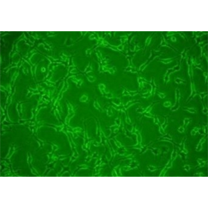 BALB/3T3 clone A31/小鼠胚胎成纤维细胞