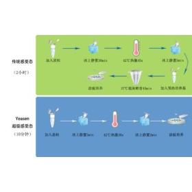 EHA105感受態(tài)細(xì)胞