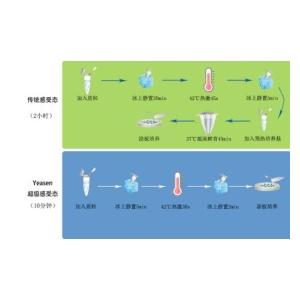 EHA105感受态细胞