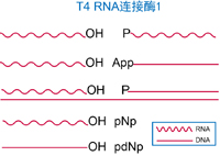 T4 RNA 连接酶1,T4 RNA Ligase 1