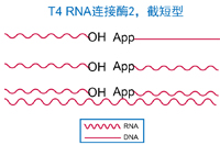 T4 RNA 连接酶2,T4 RNA Ligase 2