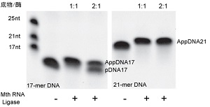 5’DNA 腺苷化试剂盒