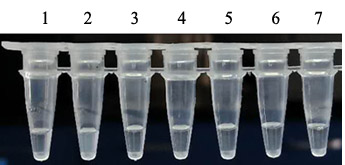 热稳定无机焦磷酸酶,THERMOSTABLE INORGANIC PYROPHOSPHATASE