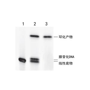 ssDNA/RNA 环化连接酶