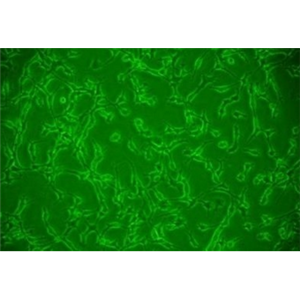 COS-7/非洲绿猴SV40转化的肾细胞
