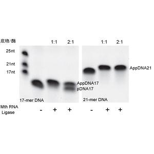 5’DNA 腺苷化试剂盒