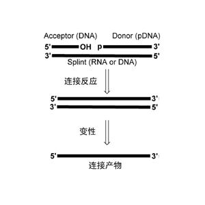 PBCV DNA连接酶