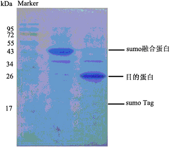 SUMO 蛋白酶 & ULP蛋白酶,SUMO Protease