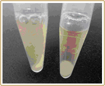 重组Benzonase核酸酶,Benzonase Nuclease