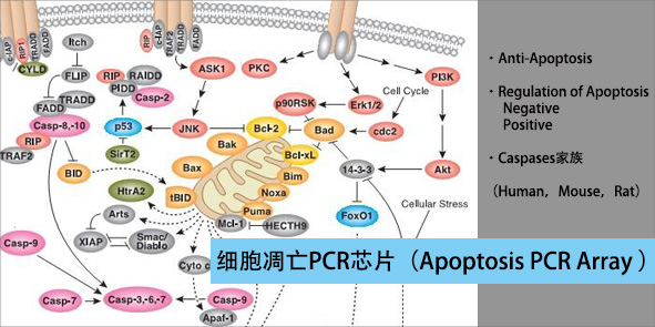 人细胞凋亡PCR芯片,Human Apoptosis PCR Array