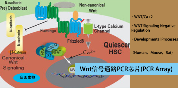 小鼠WNT信号通路PCR芯片,Mouse WNT Signaling Pathway PCR Array