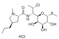 盐酸克林霉素/氯洁霉素,Clindamycin Hcl