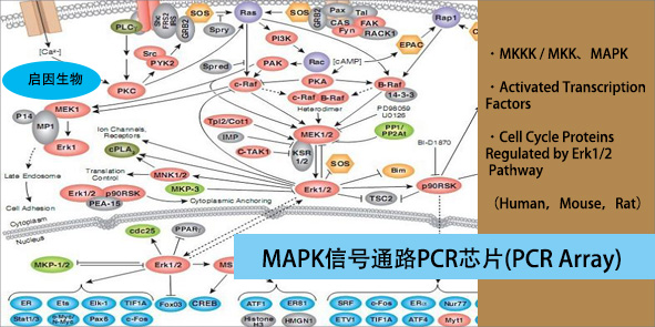 小鼠MAPK信号通路PCR芯片,Mouse MAP Kinase Signaling Pathway PCR Array