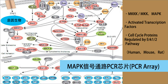 小鼠MAPK信號通路PCR芯片,Mouse MAP Kinase Signaling Pathway PCR Array