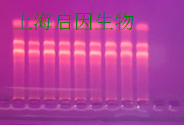 PIRNA定量PCR检测,Piwi-interactingRNA