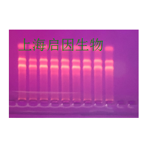 PIRNA定量PCR检测