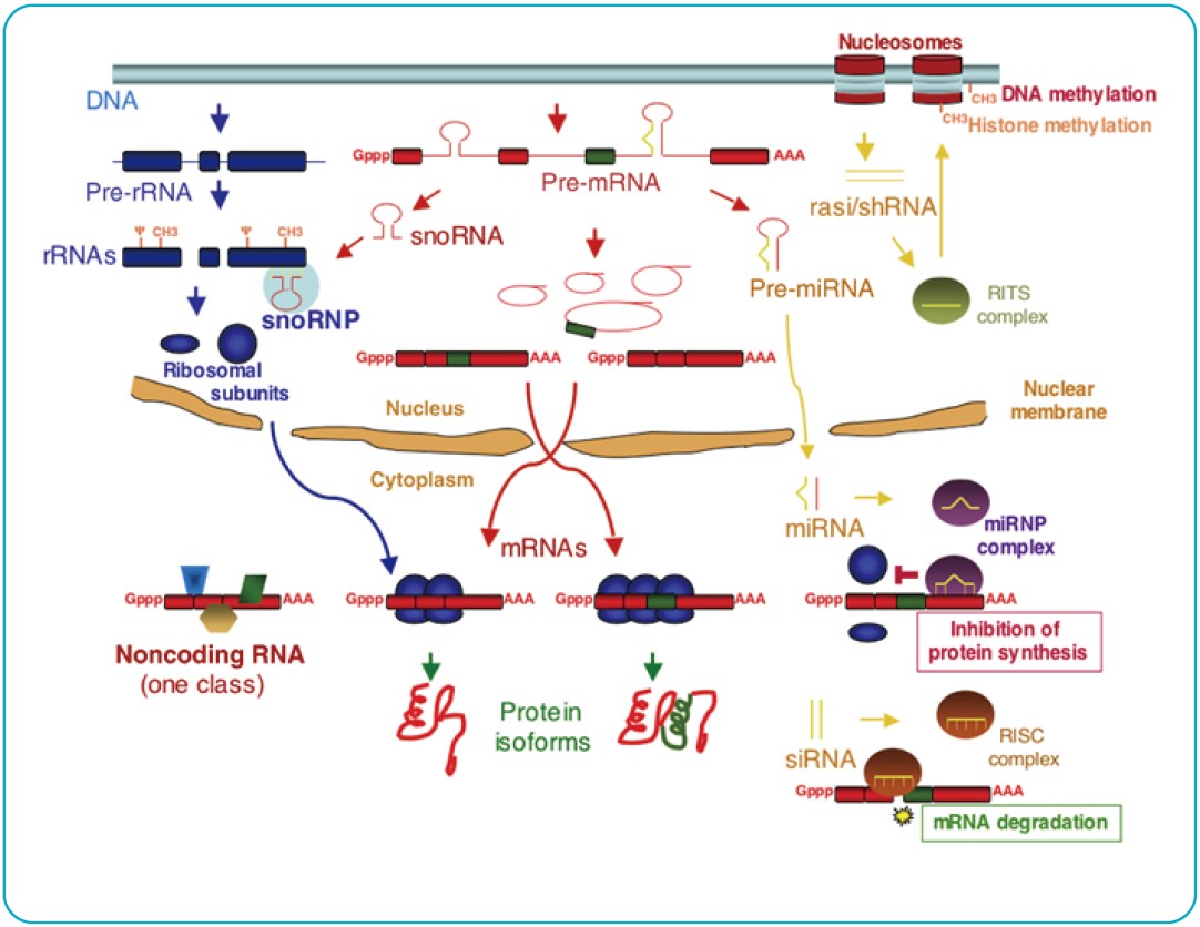 MICRORNA和LNCRNA检测