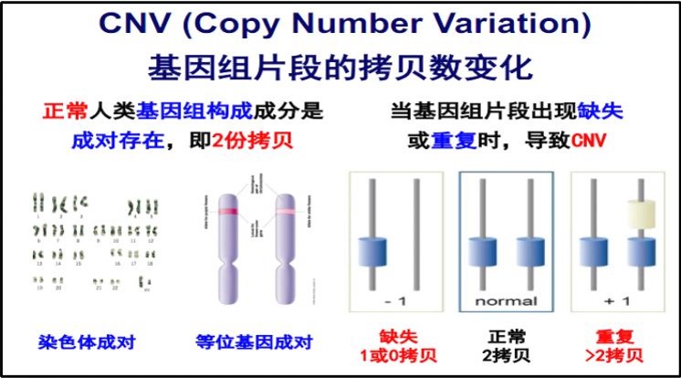 CNV分析,Copy number variation