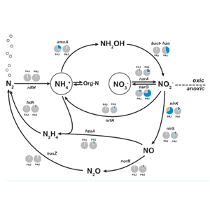 微生物氮循环相关基因PCR芯片检测