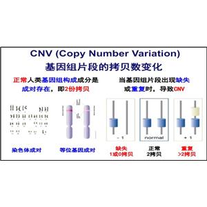 CNV分析