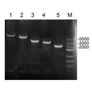 TAQ PLUS DNA聚合酶