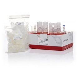 PureLink Genomic DNA Mini Kit