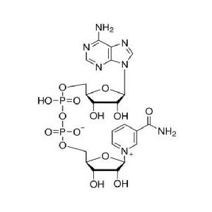 β-烟酰胺腺嘌呤二核苷酸（氧化型）