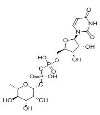 尿苷二磷酸鼠李糖,UDP-rhamnose