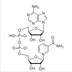 β-煙酰胺腺嘌呤二核苷酸,NAD