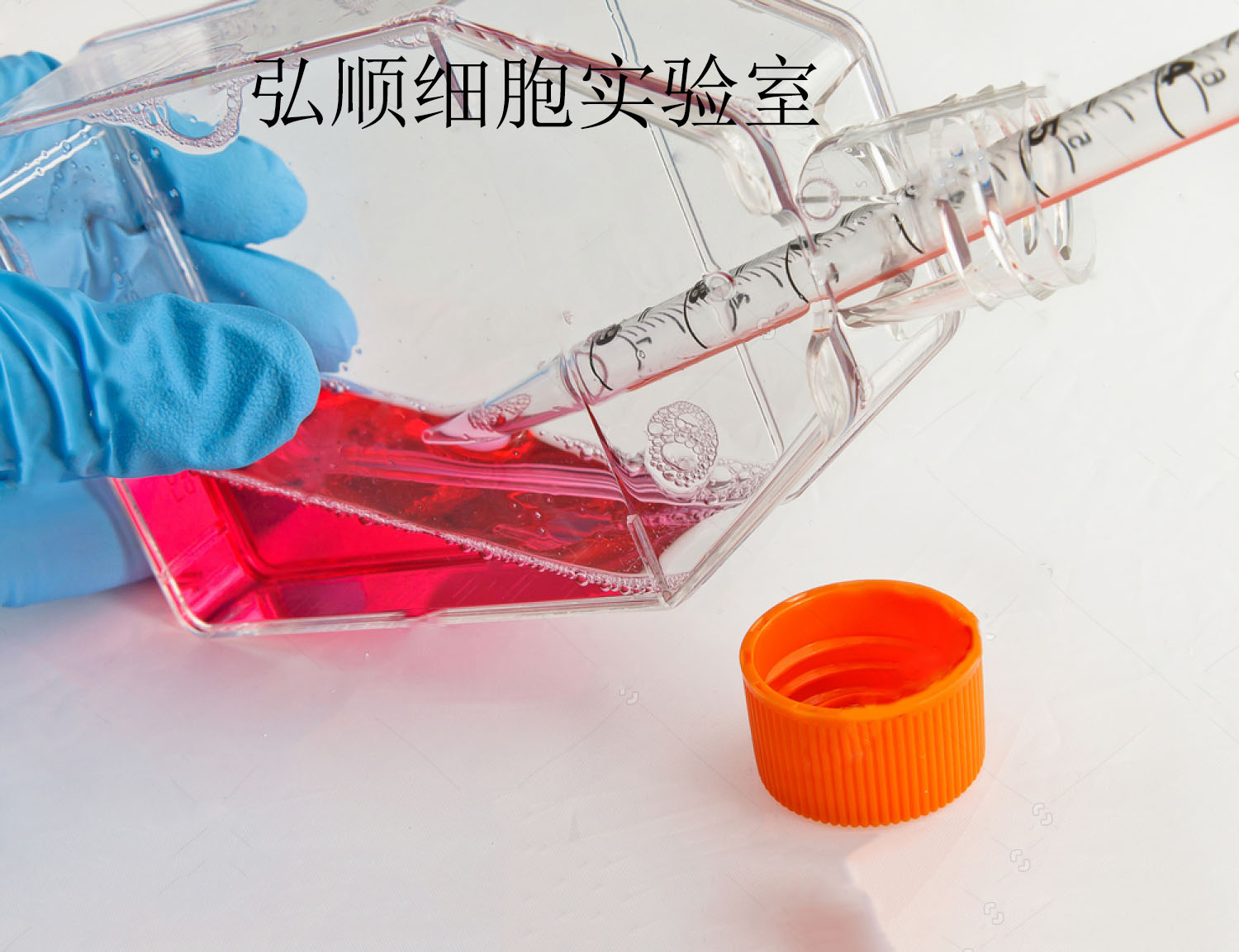 HSC-1細胞：人皮膚鱗癌細胞,HSC-1 Cell