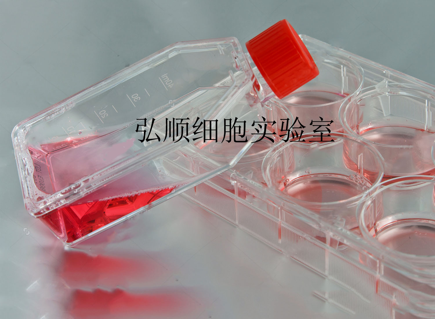 201T细胞：人肺腺癌细胞,201T Cell