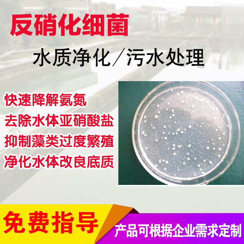 多粘類芽孢桿菌,Bacillus polymyxa