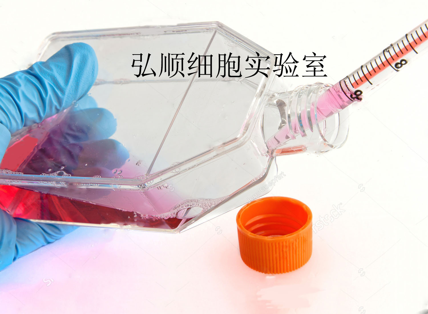 LAC细胞：人肺癌细胞,LAC Cell