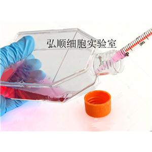 QGP1细胞：人胰腺癌细胞,QGP1 Cell