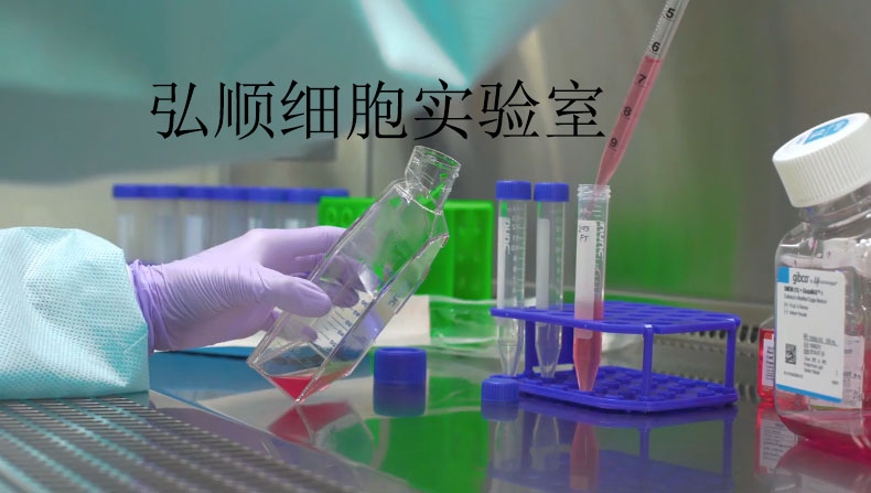 Hs695T细胞：人恶性黑色素瘤细胞,Hs695T Cell