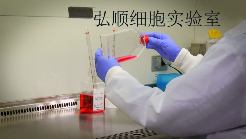 HEK293F細胞：人胚腎細胞,HEK293F Cell