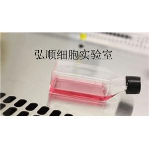 HFL-1细胞：人上肺上皮细胞