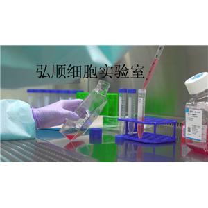 Hs695T细胞：人恶性黑色素瘤细胞,Hs695T Cell