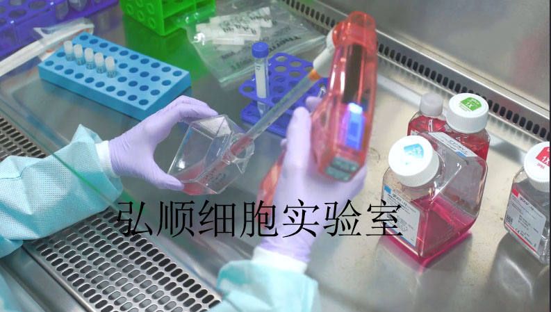 MRC-9细胞：人胚肺细胞,MRC-9 Cell