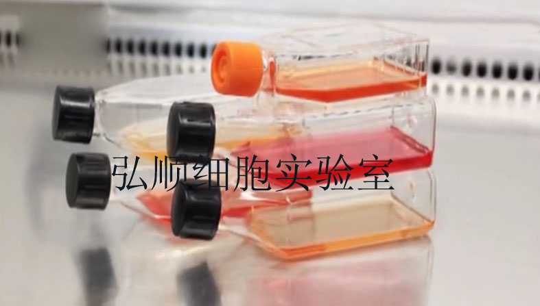 293F细胞：人胚肾细胞,293F Cell