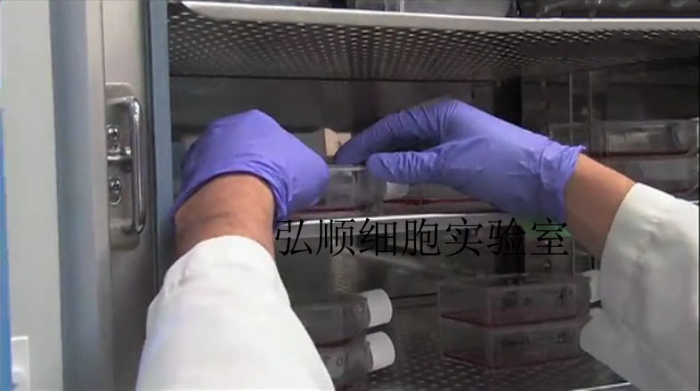 ATN-1细胞：人T细胞白血病细胞,ATN-1 Cell